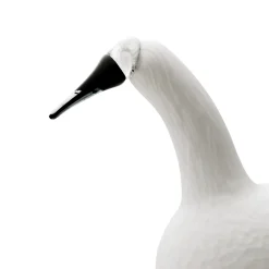 Sångsvan vit 330x210